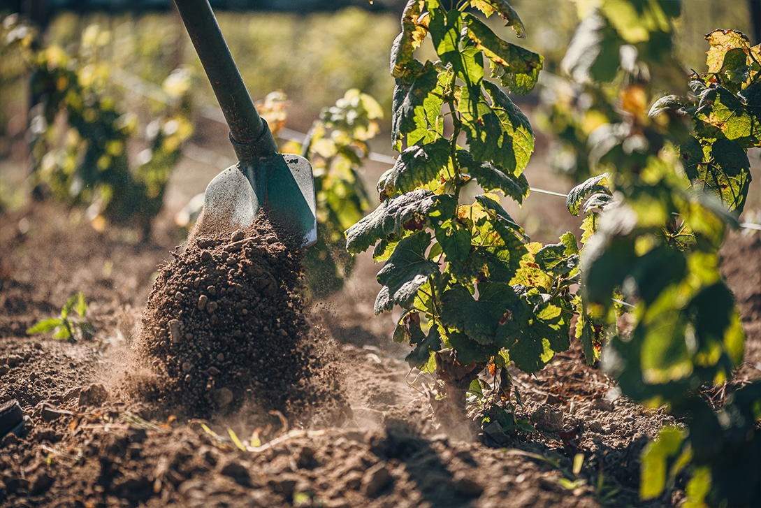Terroir, Domaine Gadais P&egrave;re &amp; Fils