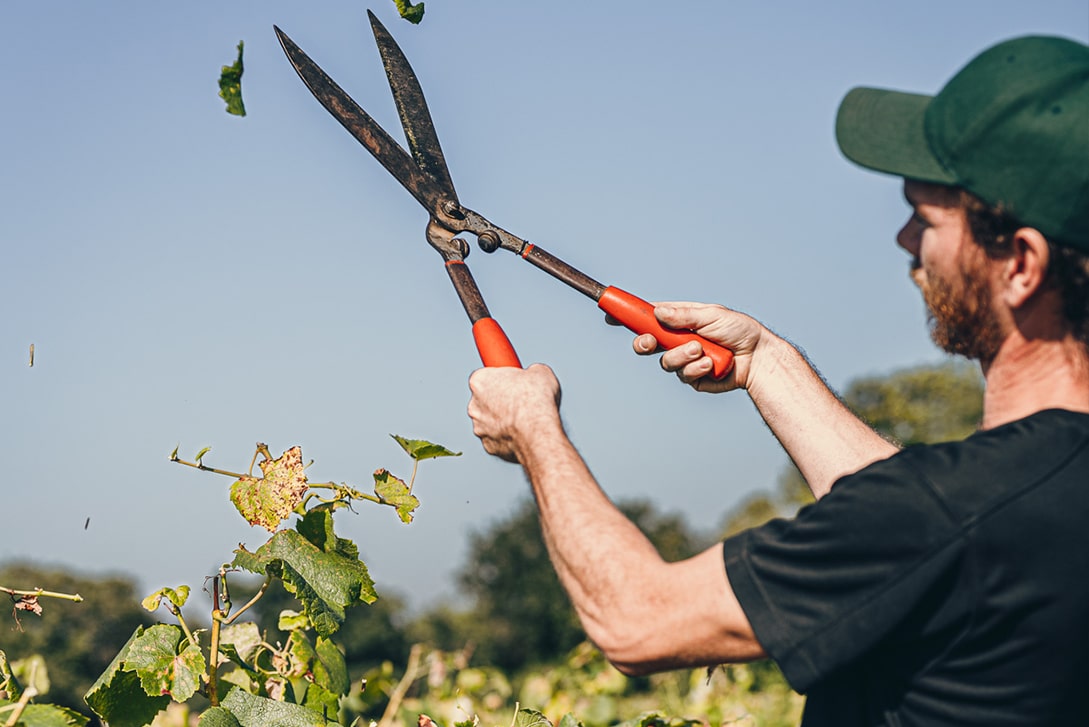 Accueil, Domaine Gadais P&egrave;re &amp; Fils