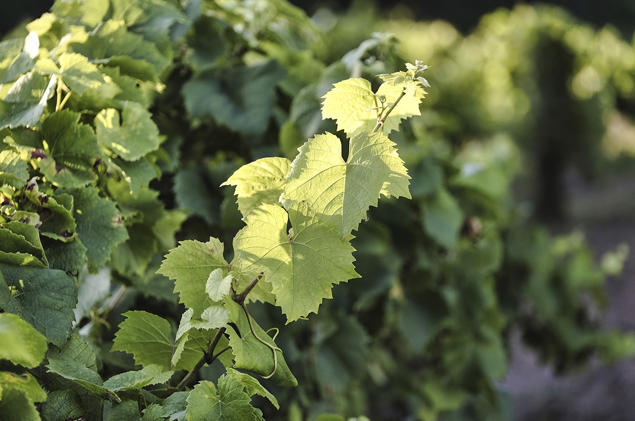 Melon de Bourgogne, Domaine Gadais P&egrave;re &amp; Fils