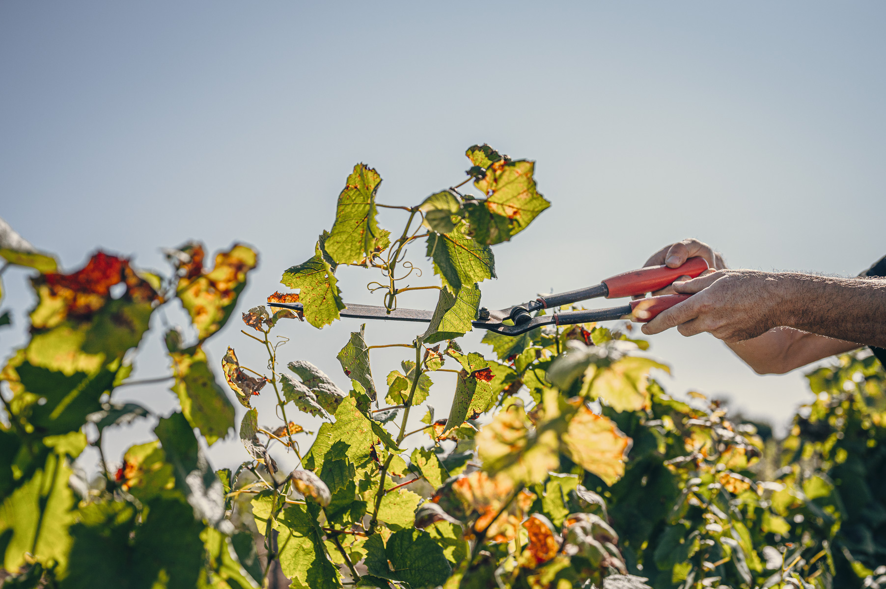 Nous recrutons, Domaine Gadais P&egrave;re &amp; Fils